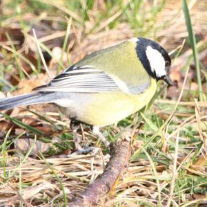 Great Tit