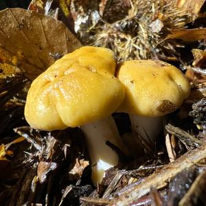 Chanterelle, Common