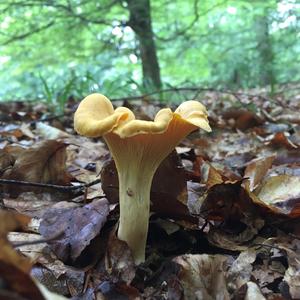 Chanterelle, Common