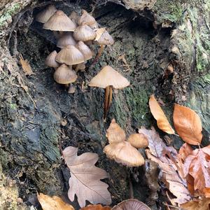 Mycena, Common