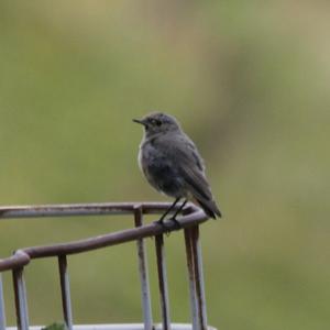 Black Redstart