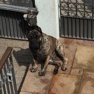 Cane Corso Italiano