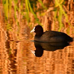 Common Coot