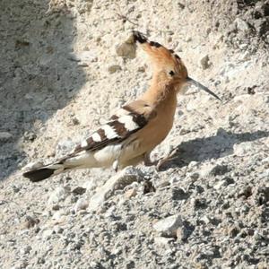 Eurasian Hoopoe