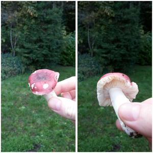 Tall Russula