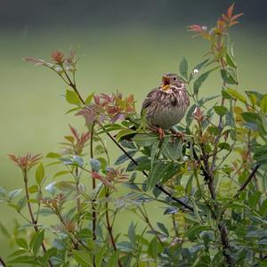 Corn Bunting