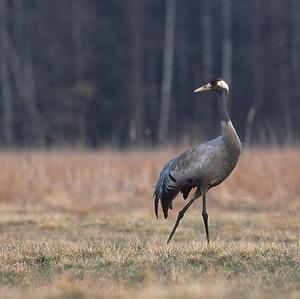 Common Crane