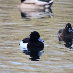 Tufted Duck