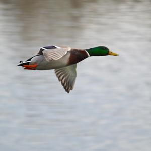 Mallard