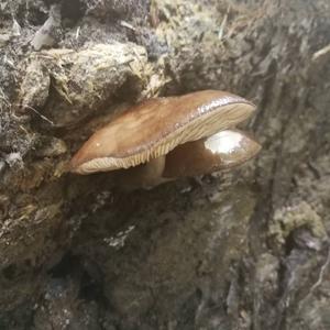 Fawn Mushroom