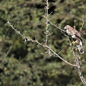 Mäusebussard