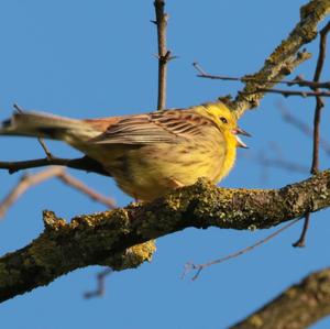 Yellowhammer