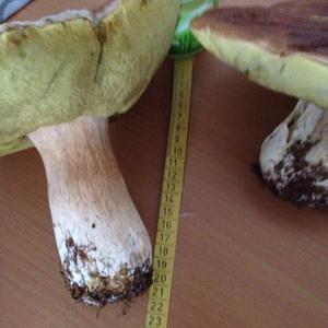 Summer Bolete