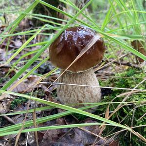 King Bolete