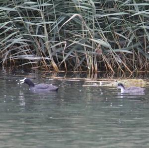 Common Coot