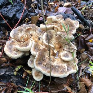 Black-staining Polypore