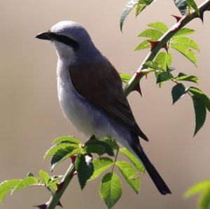 Red-backed Shrike