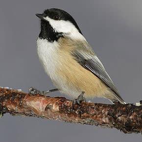 Black-capped Chickadee