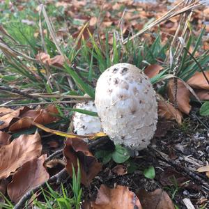 Shaggy Mane