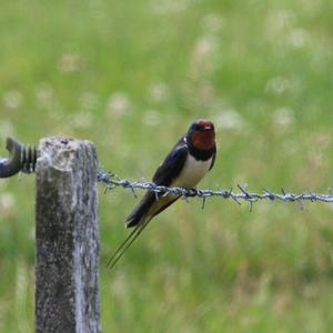 Barn Swallow