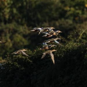 Northern Shoveler