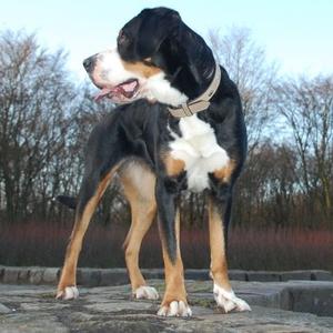 Greater Swiss Mountain Dog