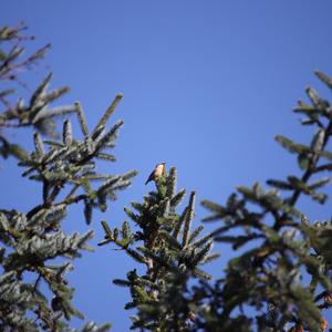 Wood Nuthatch