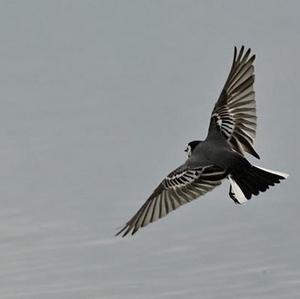 White Wagtail