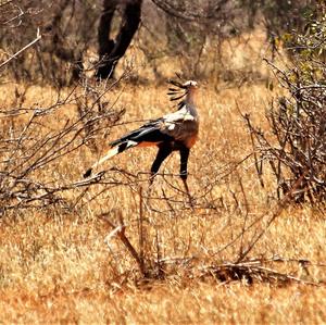 Secretarybird