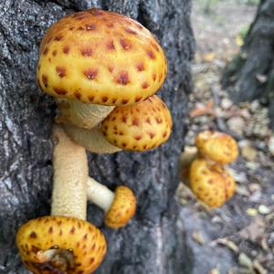 Golden Pholiota