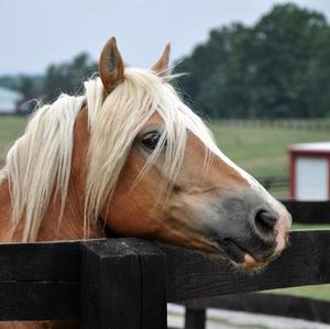 Haflinger