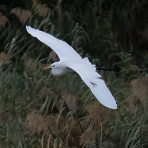 Great Egret