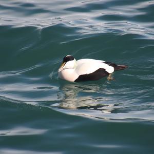 Common Eider