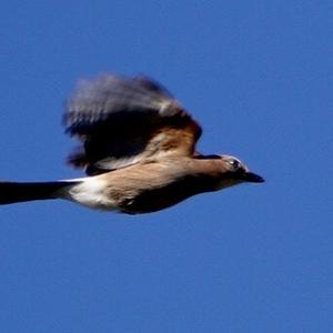 Eurasian Jay