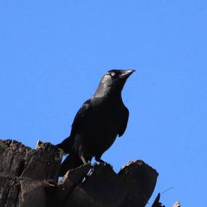 Eurasian Jackdaw