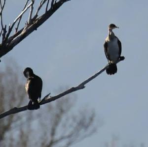 Great Cormorant