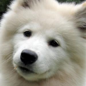 Samoyed