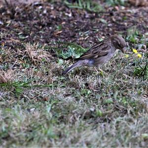 House Sparrow