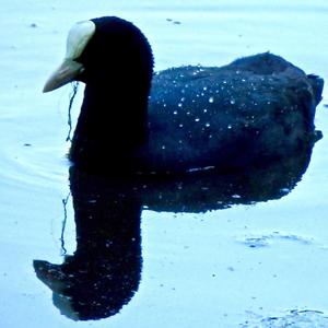 Common Coot