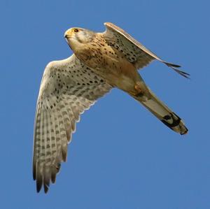 Lesser Kestrel