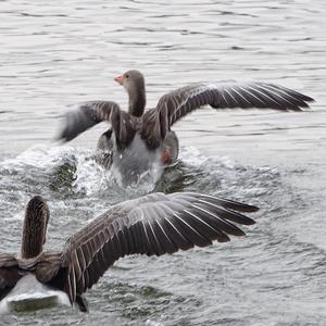 Greylag Goose