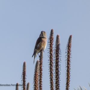 Eurasian Linnet