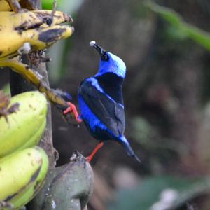 Red-legged Honeycreeper