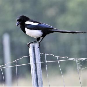 Black-billed Magpie