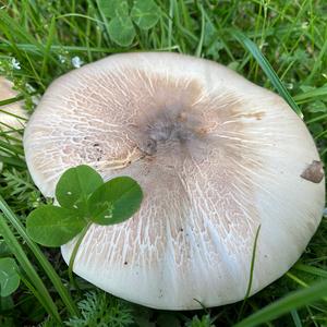 Meadow Agaric