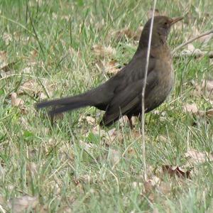 Eurasian Blackbird