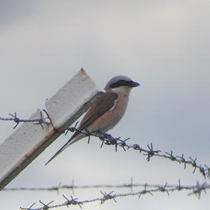 Red-backed Shrike