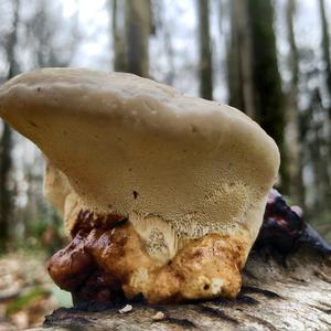 Red-belted Polypore