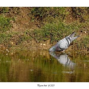 Rock Pigeon