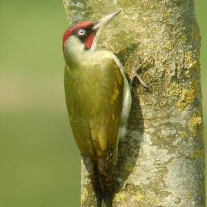 Eurasian Green Woodpecker